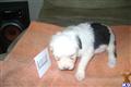 Old English Sheepdog